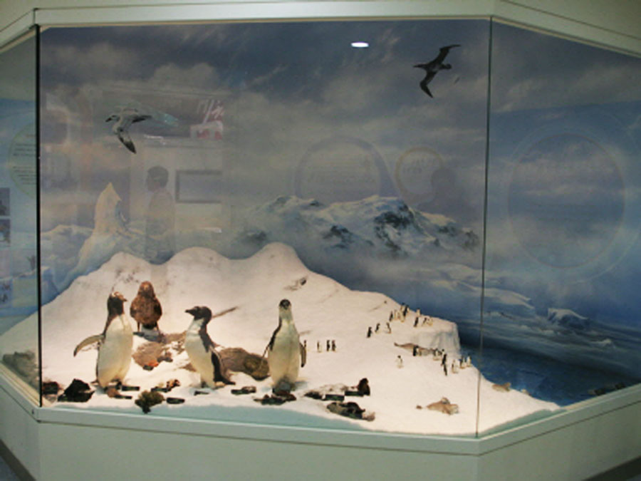 Ocean-seawater-model_penguin