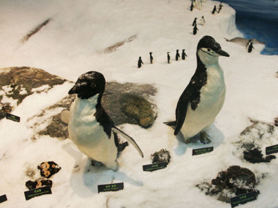 Ocean-seawater-model_penguin