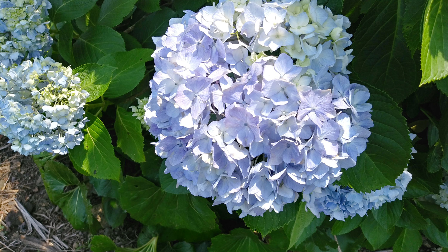 Hydrangeas in Jeju Island.제주도 수국. 파스텔 색감이 너무 예쁘다.