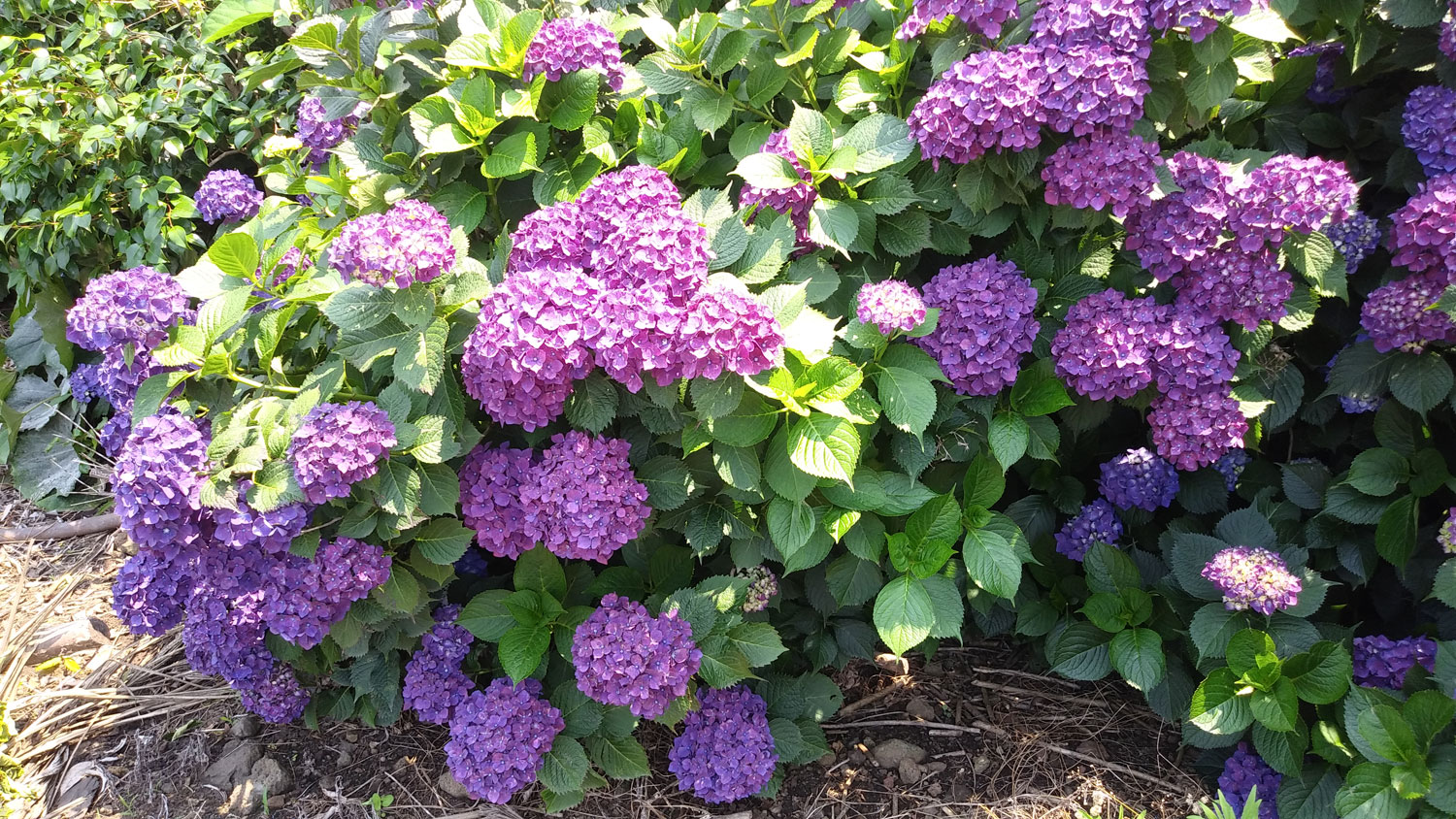 Hydrangeas in Jeju Island.제주도 수국. 가끔 이런 시간이 좋아.