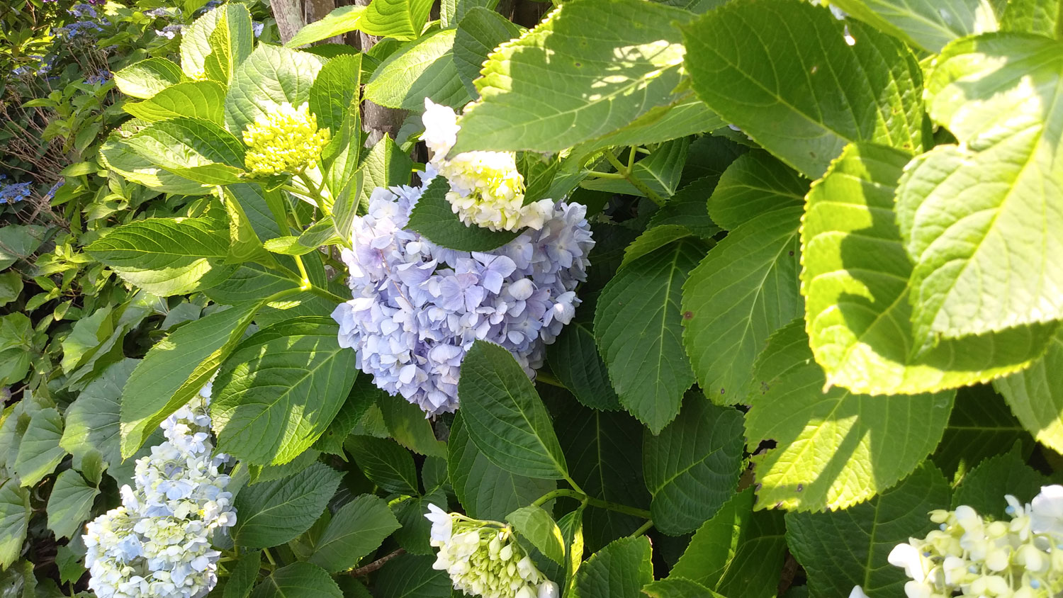Hydrangeas in Jeju Island.제주도 수국. 즐거운 시간.