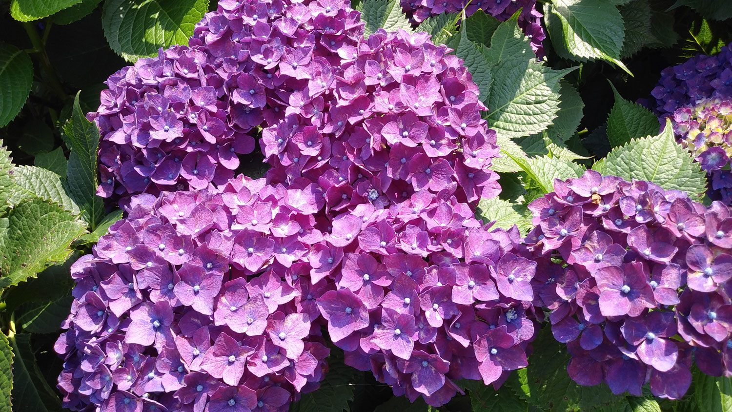 Hydrangeas in Jeju Island.제주도 수국.보랏빛과 연푸른색의 은은함