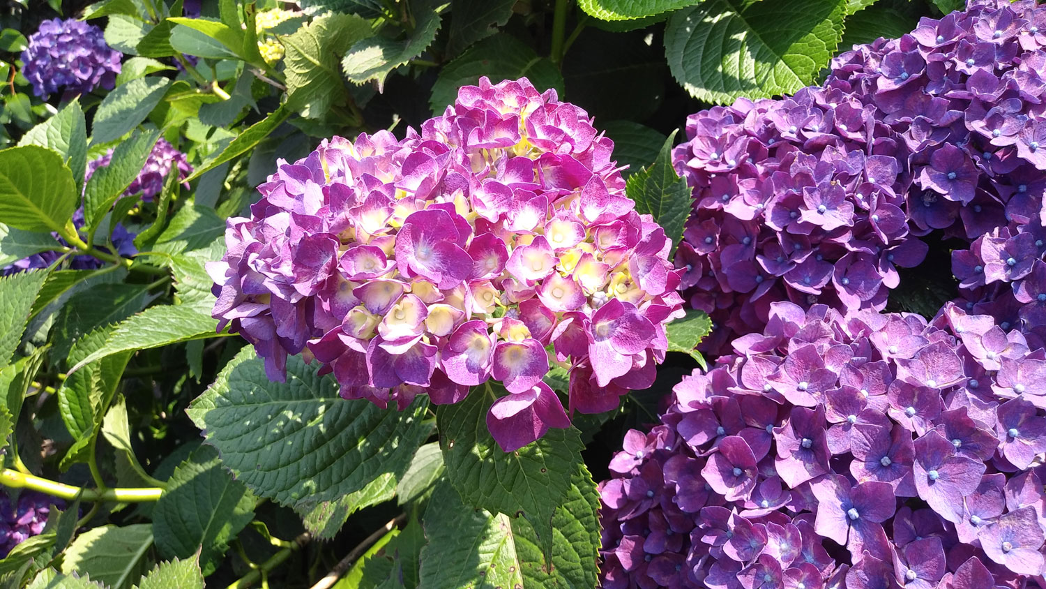 Hydrangeas in Jeju Island.제주도 수국.큼직한 꽃망울들이 시선을 유혹한다.