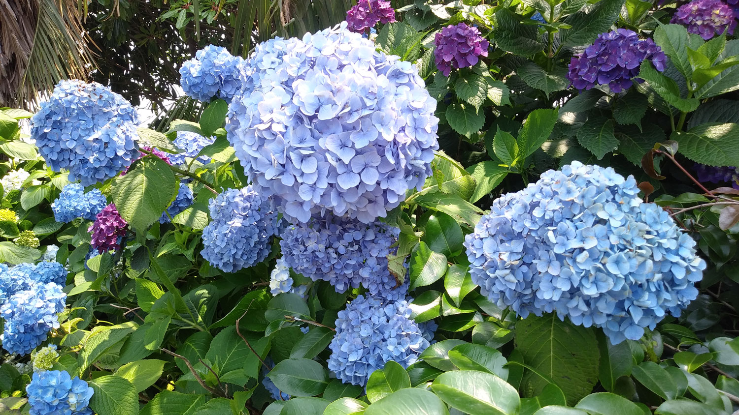 Hydrangeas in Jeju Island.제주도 수국. 언젠가 시들지만