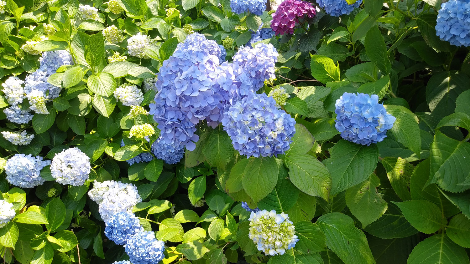 Hydrangeas in Jeju Island.제주도 수국. 피어있는 동안은 참 예쁘지