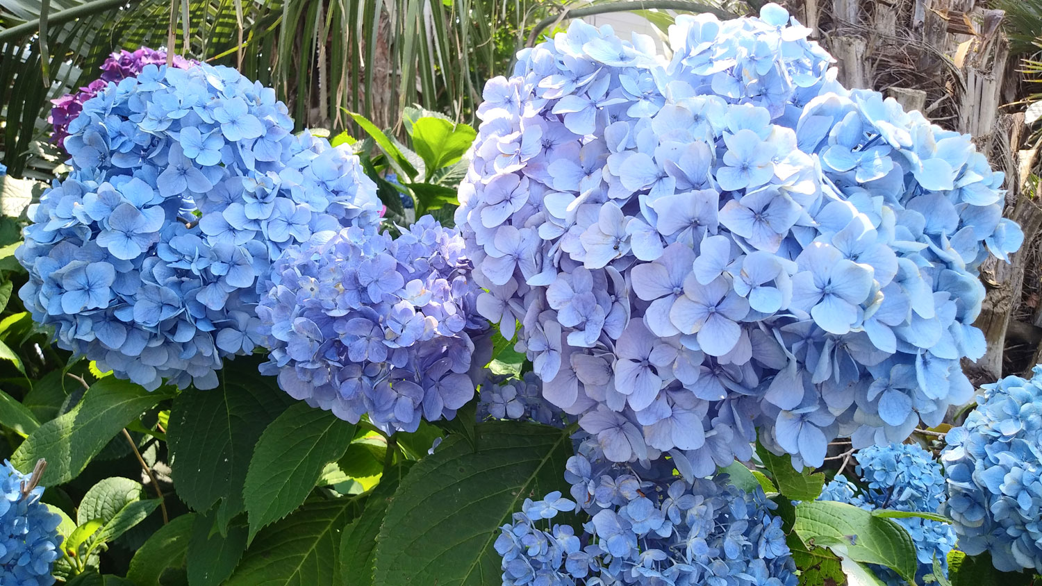 Hydrangeas in Jeju Island.제주도 수국.아름다울 때 많이 봐주자