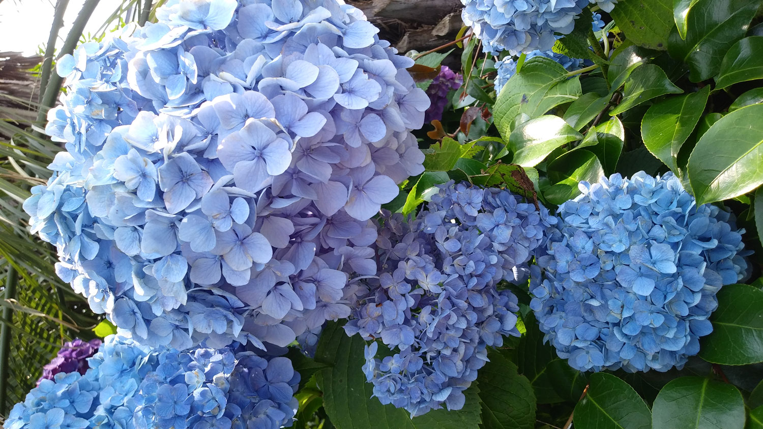 Hydrangeas in Jeju Island.제주도 수국. 신선한 풀내음