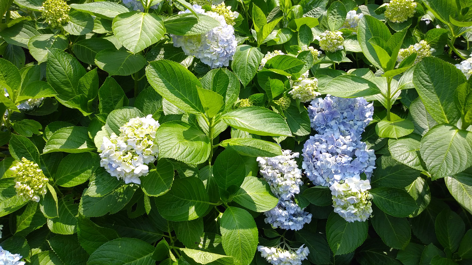 Hydrangeas in Jeju Island.제주도 수국. 제주도 마을의 정취