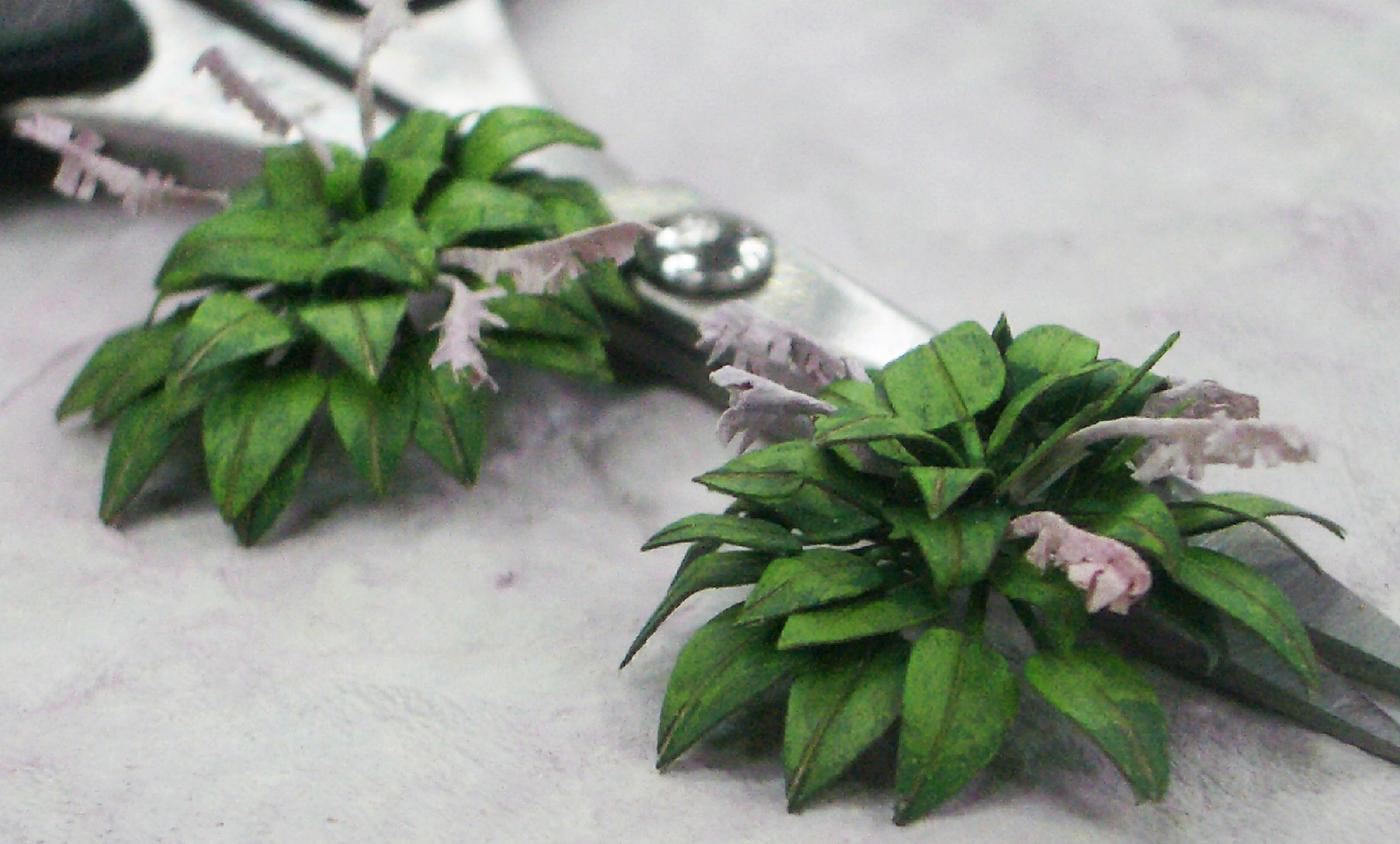 Hosta plantaginea-Plants Models