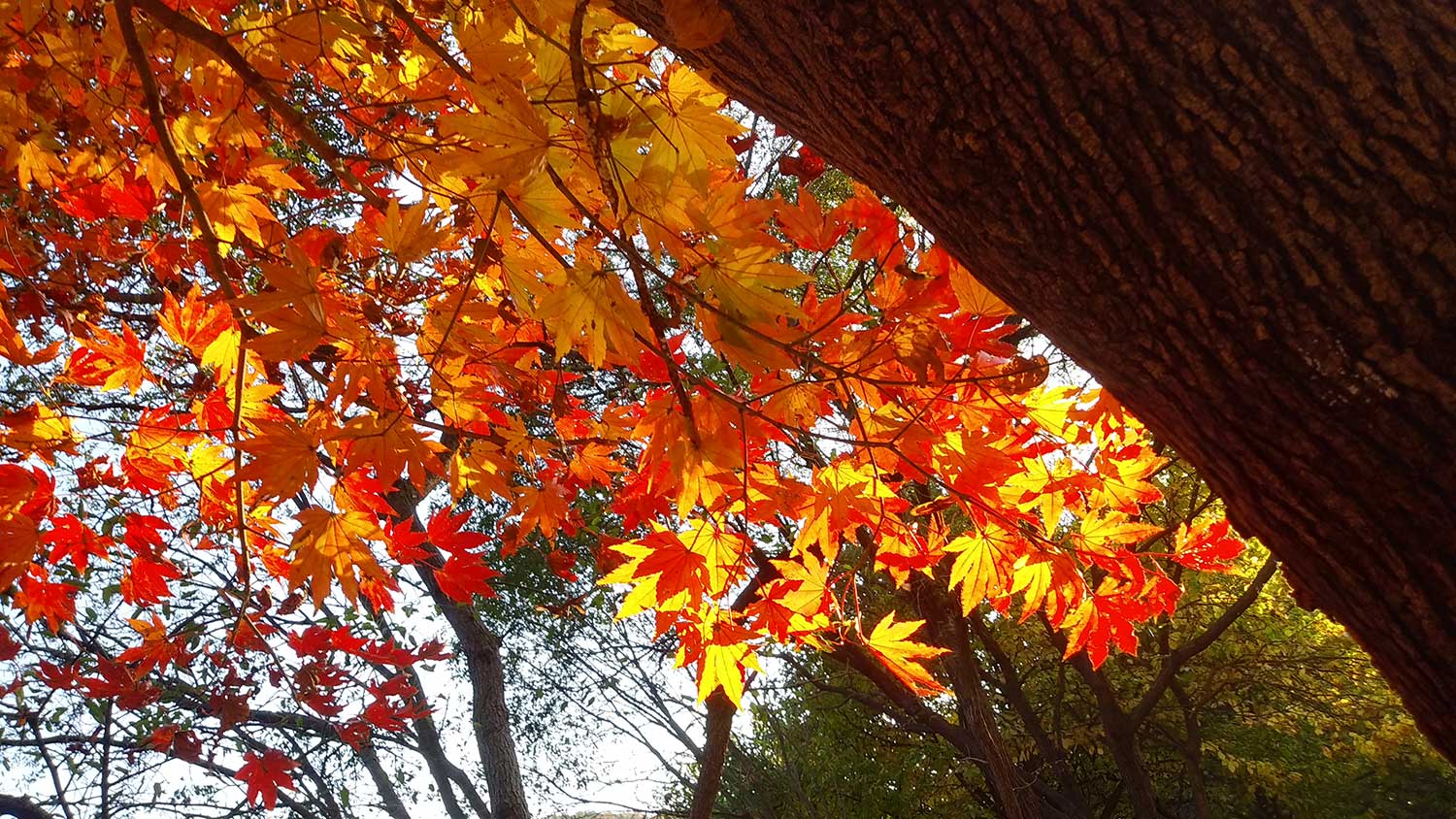 2024-11-Fall again3