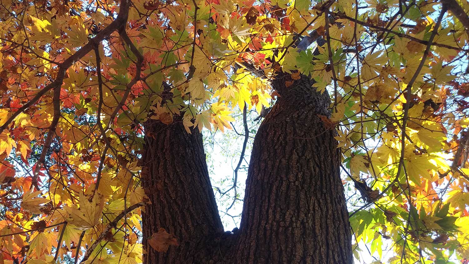 2024-11-Fall again4
