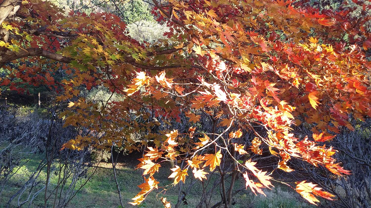 2024-11-Fall again5