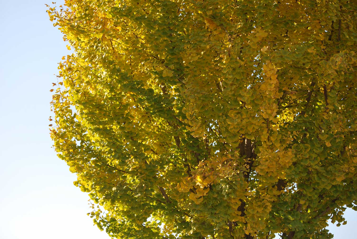 2024-11-Fall again8