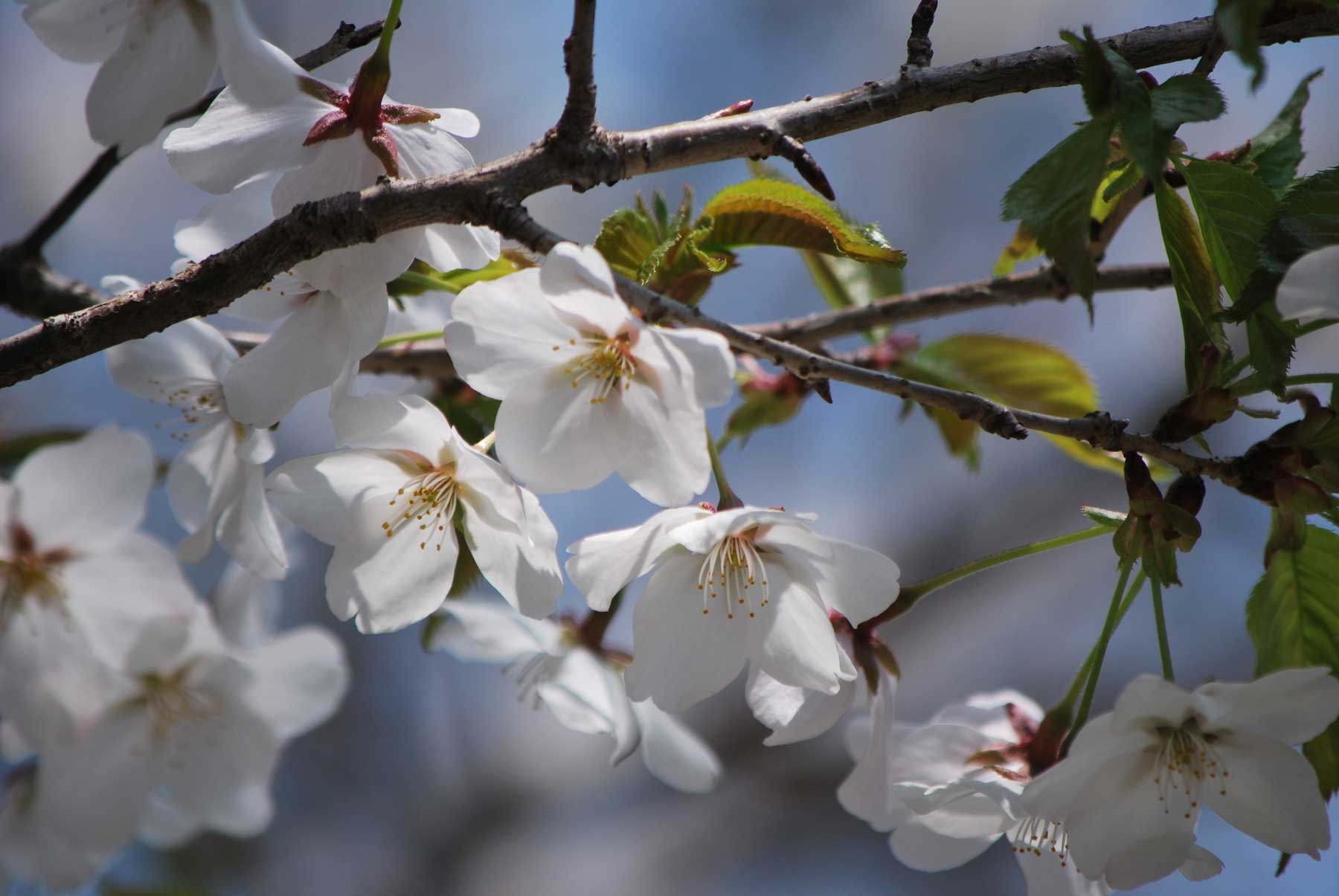 It's blooming brightly