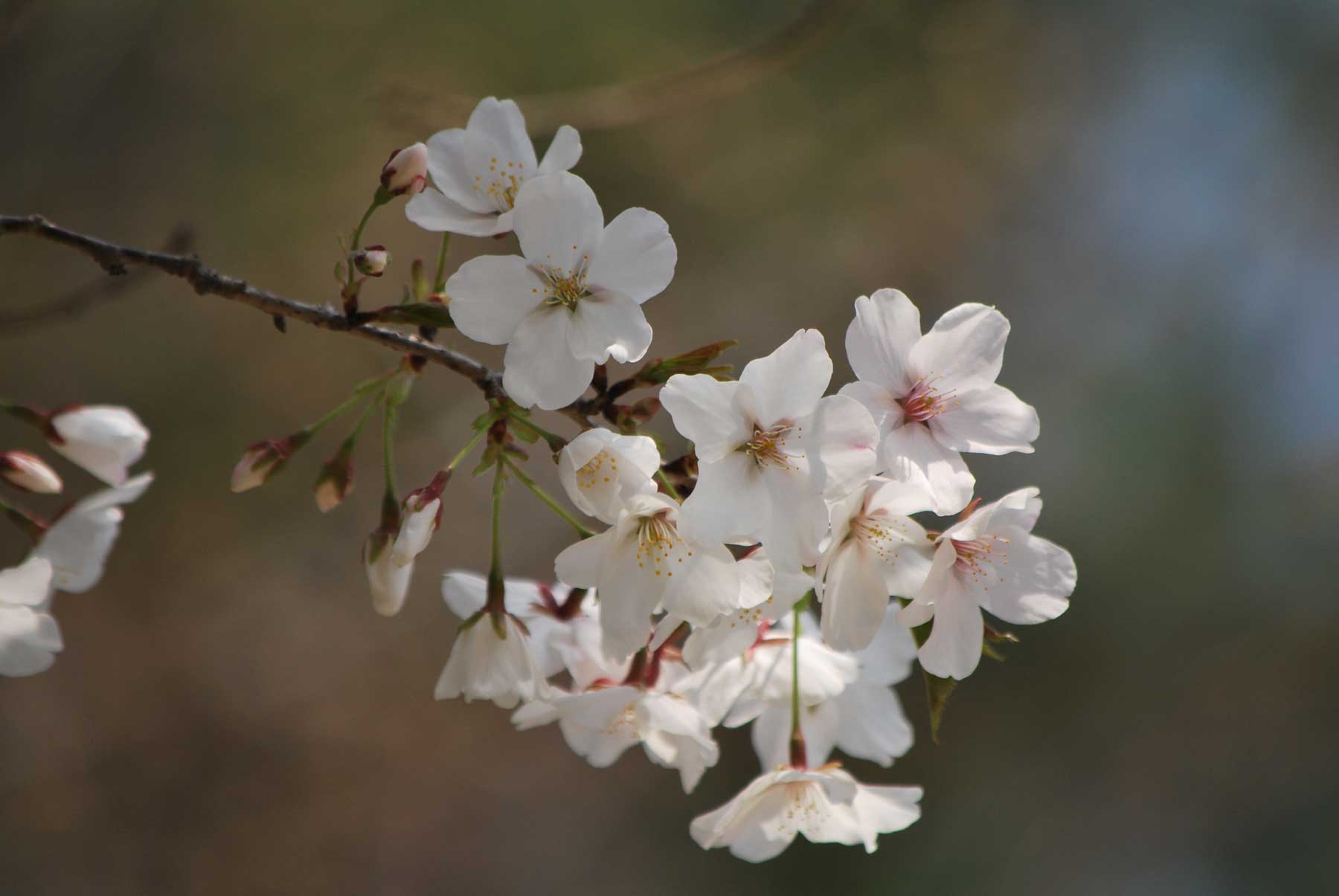 It's blooming brightly