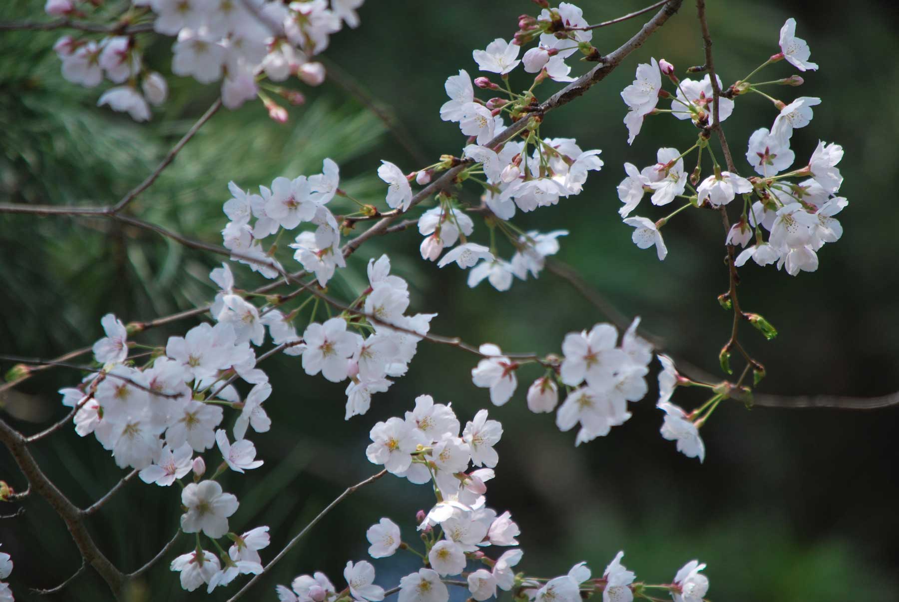 It's blooming brightly