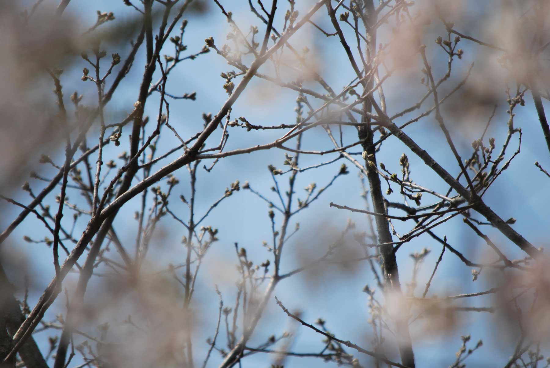It's blooming brightly