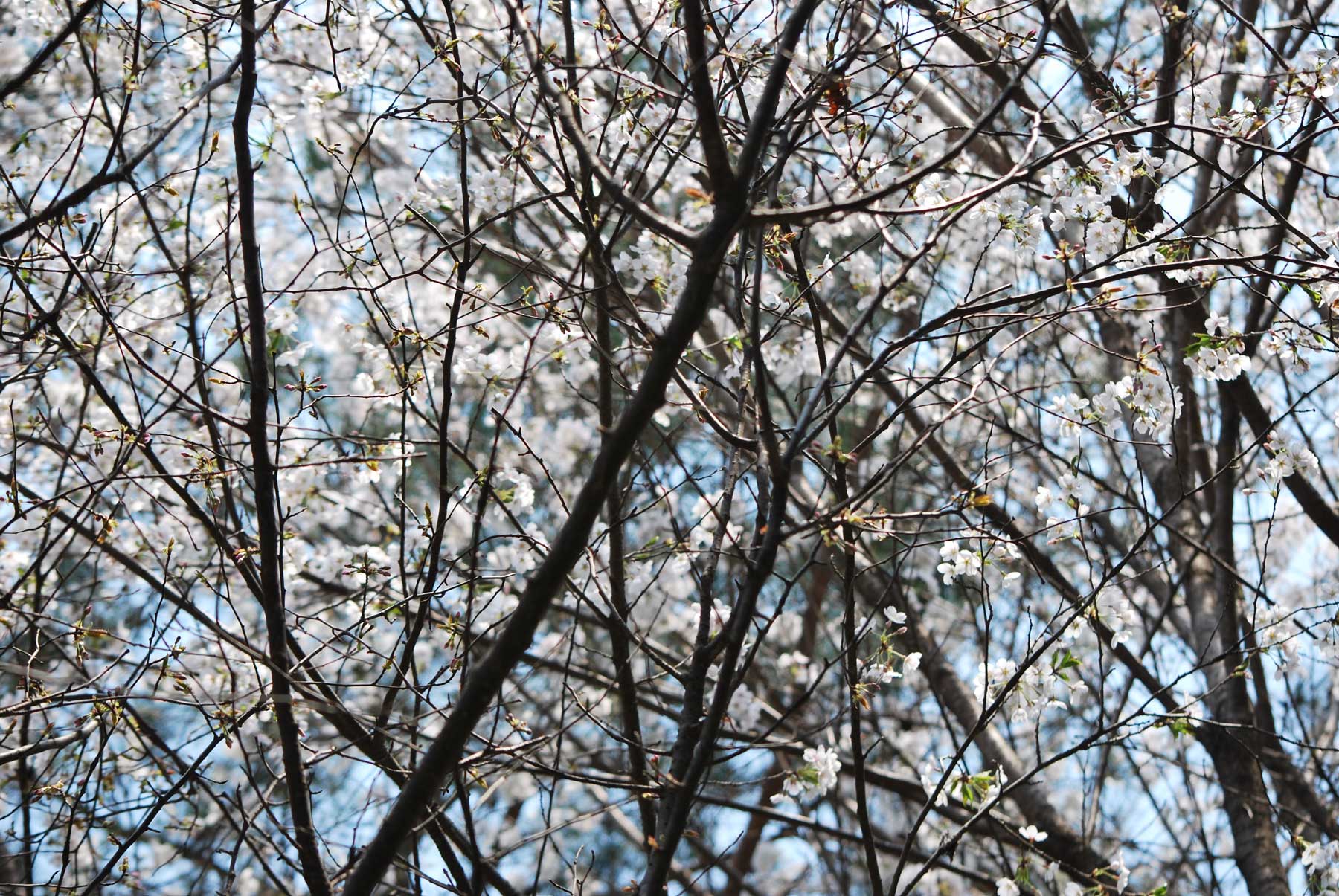 It's blooming brightly