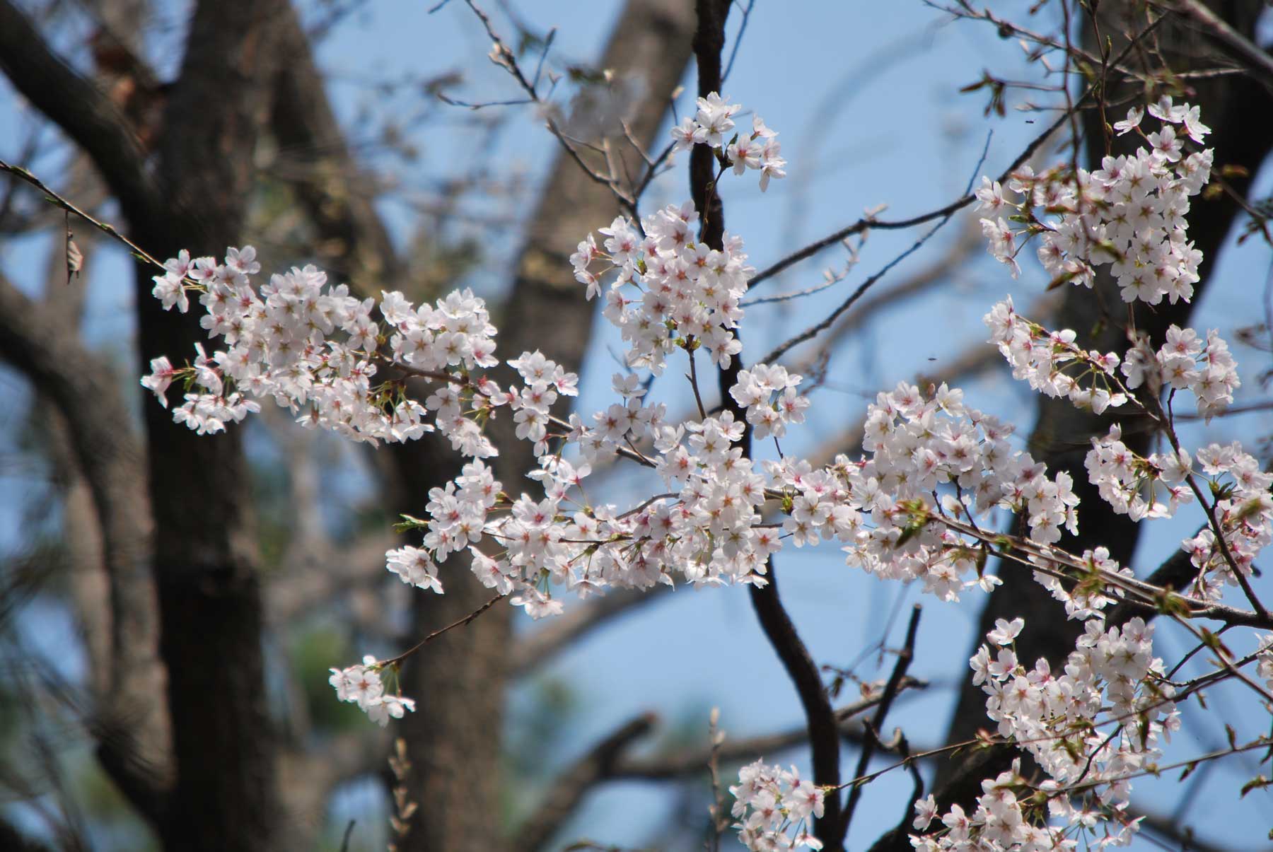 It's blooming brightly