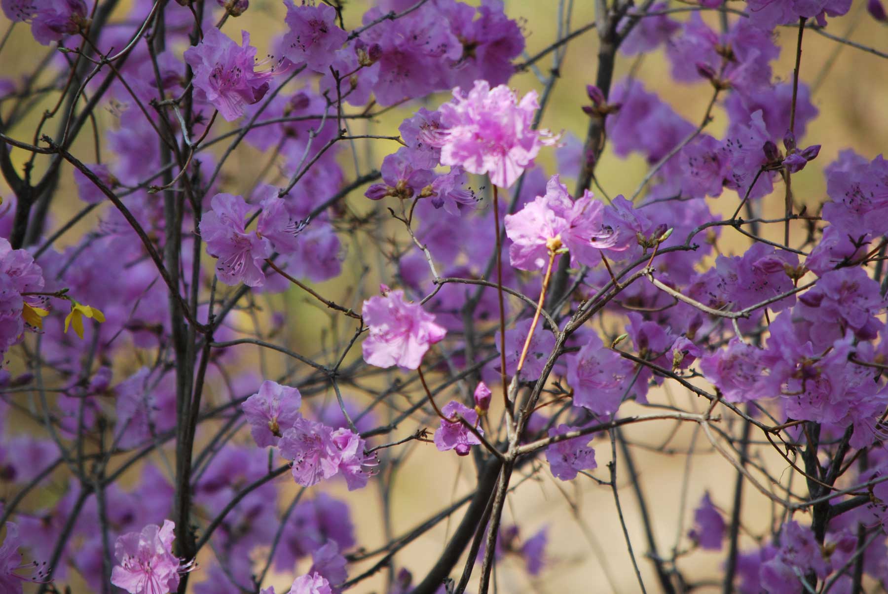 It's blooming brightly