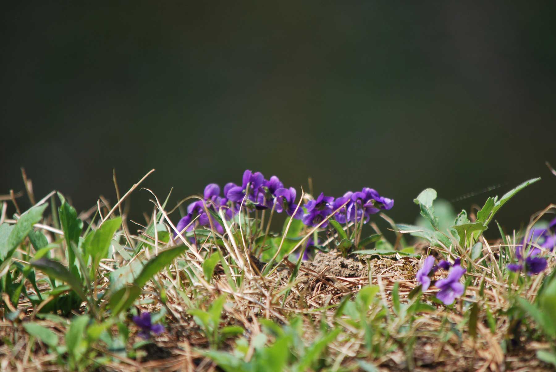 It's blooming brightly