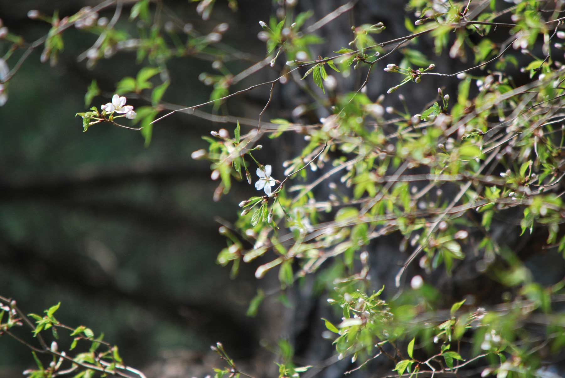 It's blooming brightly