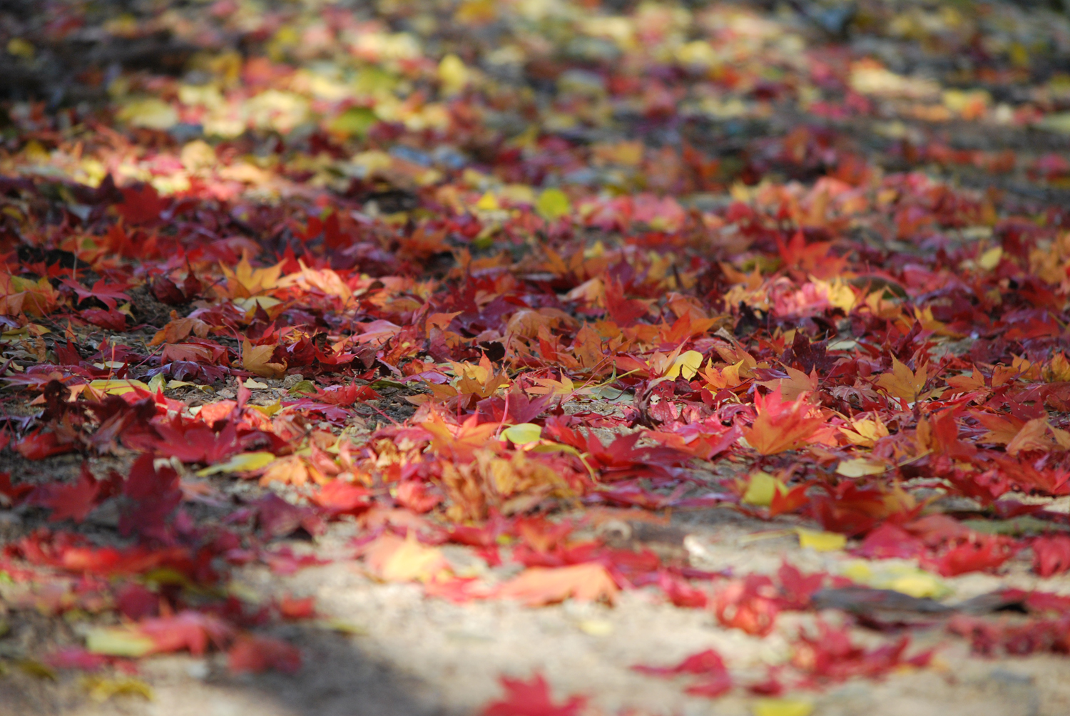 가을이 점점 짧아진다. 서둘러 가을 정취를 느껴보자. 다음 주 부터 날씨가 추워진다고 한다. 이미 입동은 지났다. 겨울을 앞에 두고 있다. 사계절 모두 즐길 수 있어 감사합니다.
Autumn is getting shorter. Let's hurry and experience the autumnal atmosphere. They say the weather will get colder starting next week. It's already past Ipdong (the beginning of winter). Winter is just around the corner. I'm grateful to be able to enjoy all four seasons.