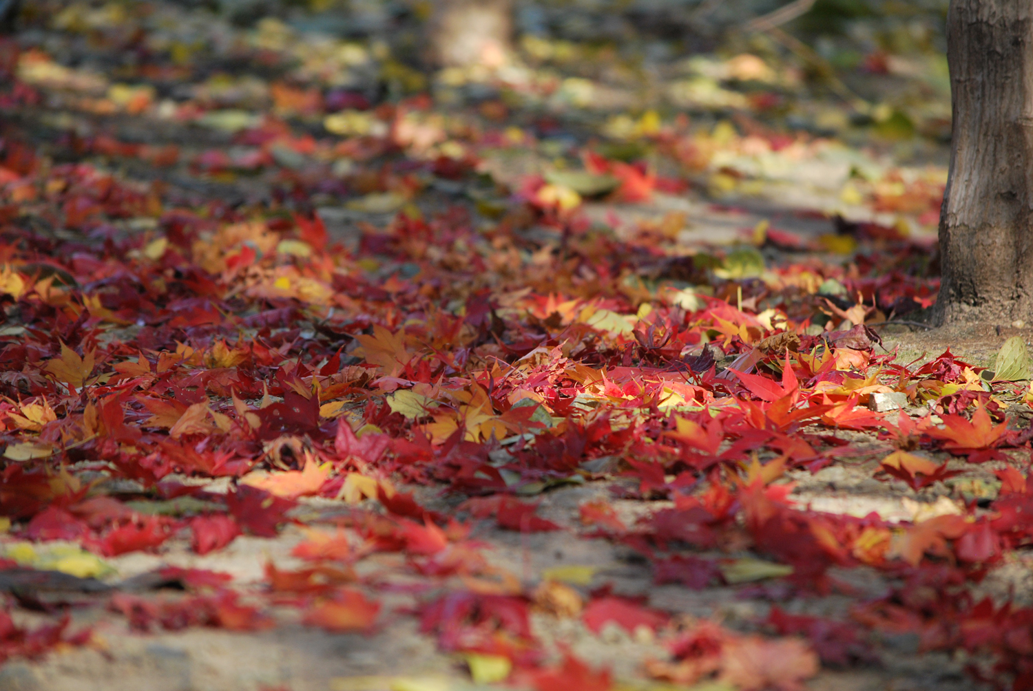 가을이 점점 짧아진다. 서둘러 가을 정취를 느껴보자. 다음 주 부터 날씨가 추워진다고 한다. 이미 입동은 지났다. 겨울을 앞에 두고 있다. 사계절 모두 즐길 수 있어 감사합니다.
Autumn is getting shorter. Let's hurry and experience the autumnal atmosphere. They say the weather will get colder starting next week. It's already past Ipdong (the beginning of winter). Winter is just around the corner. I'm grateful to be able to enjoy all four seasons.