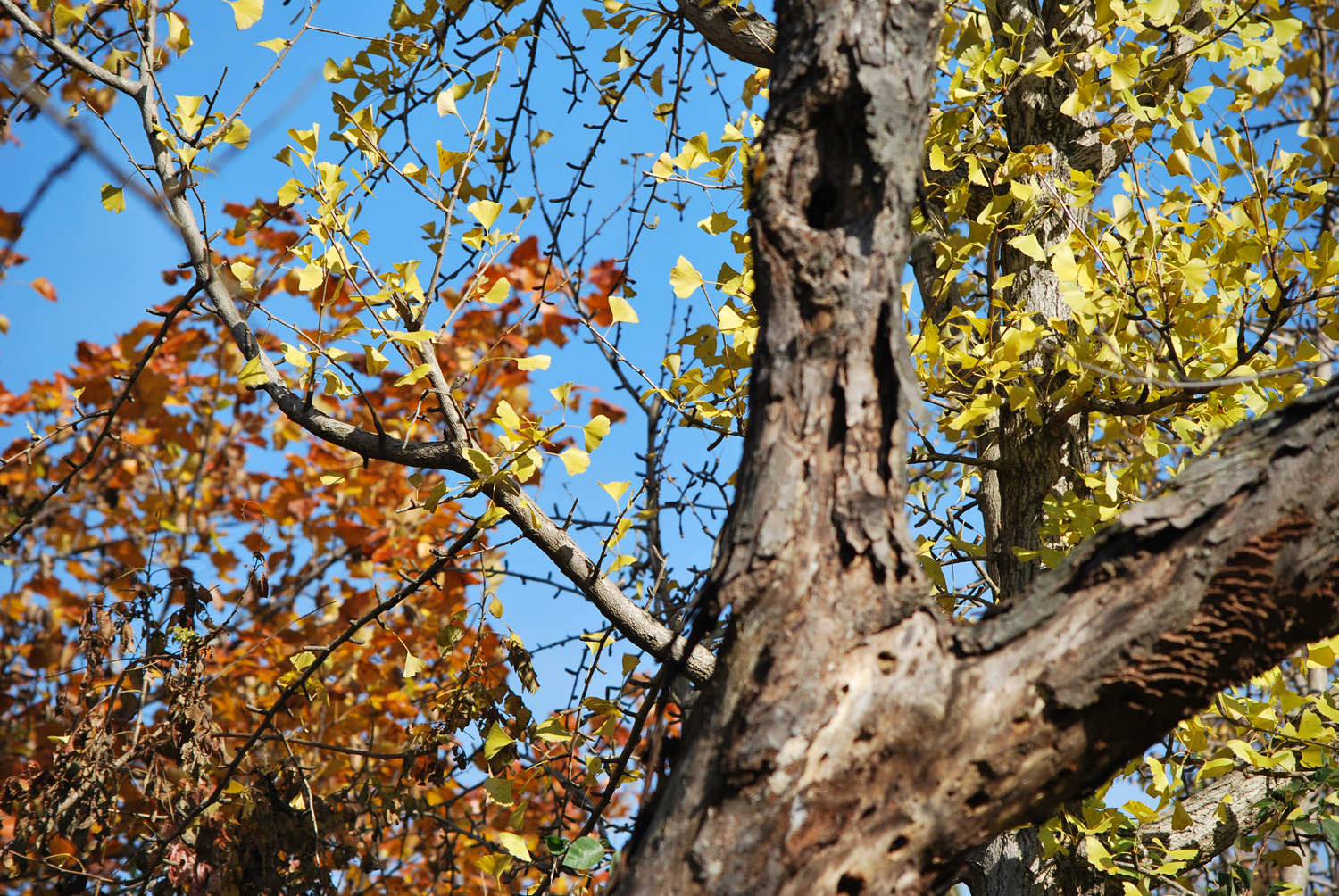 화려한 색 대비.
Brilliant color contrast.