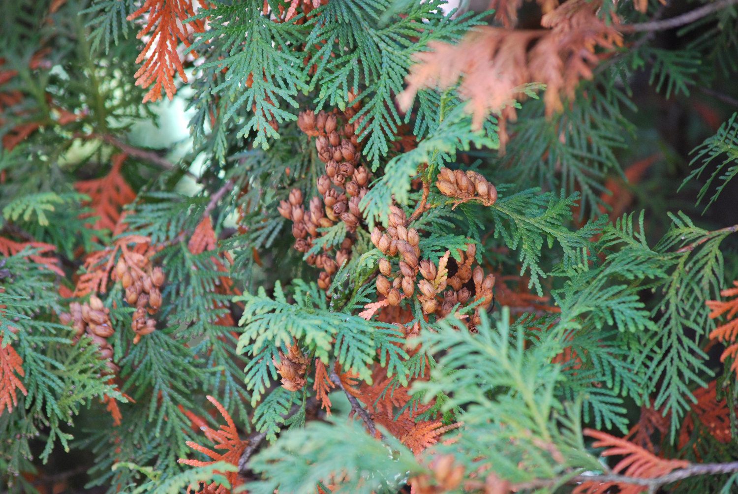 아주 커다란 나무들. 서양측백나무
Very large trees. Thuja occidentalis.