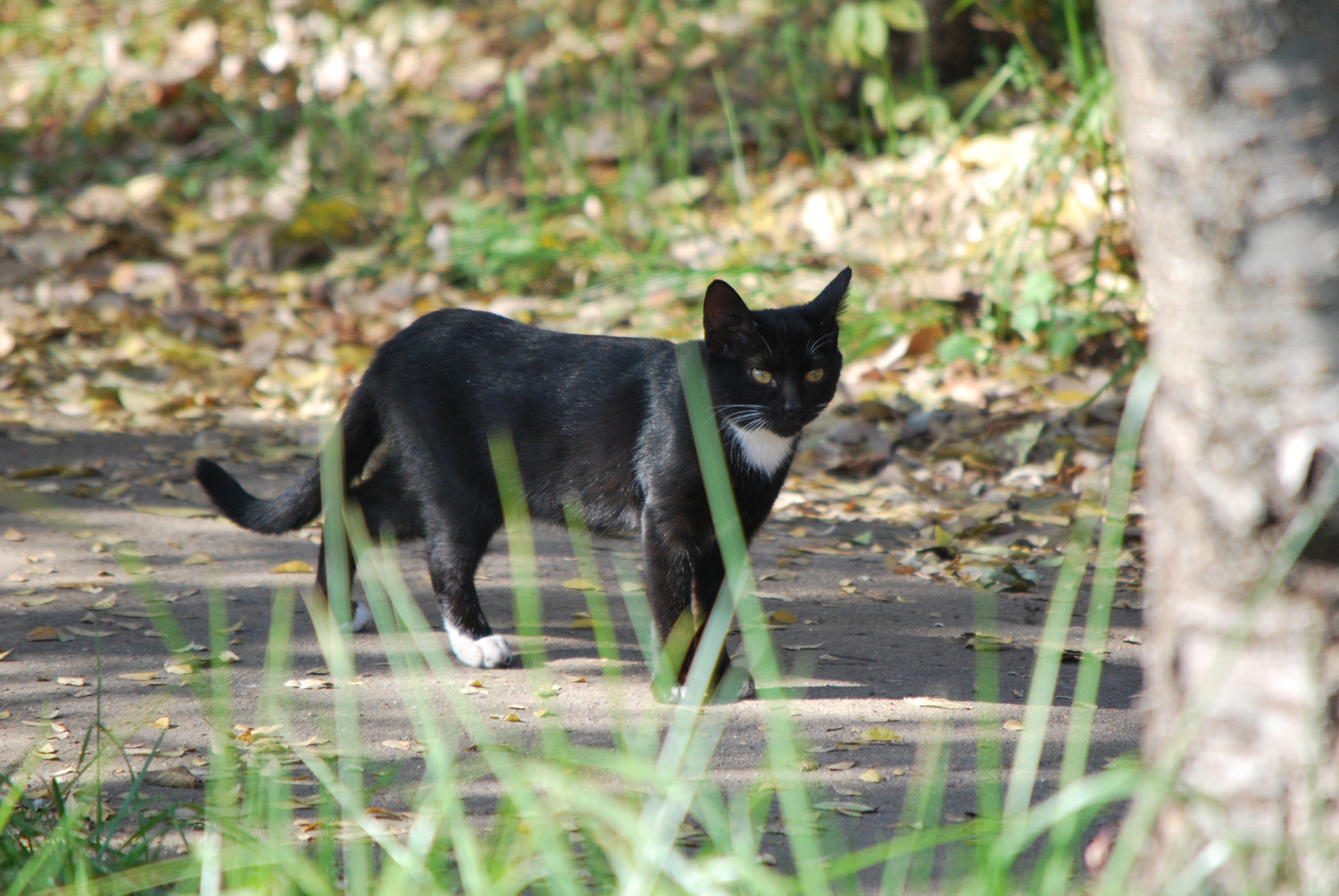 생명을 가진 작은 존재. 사람을 무서워하지 않는 고양이. 이 곳 사람들이 사랑을 많이 주나보다. A small being with life. A cat that doesn't fear people. The people here seem to love it a lot.