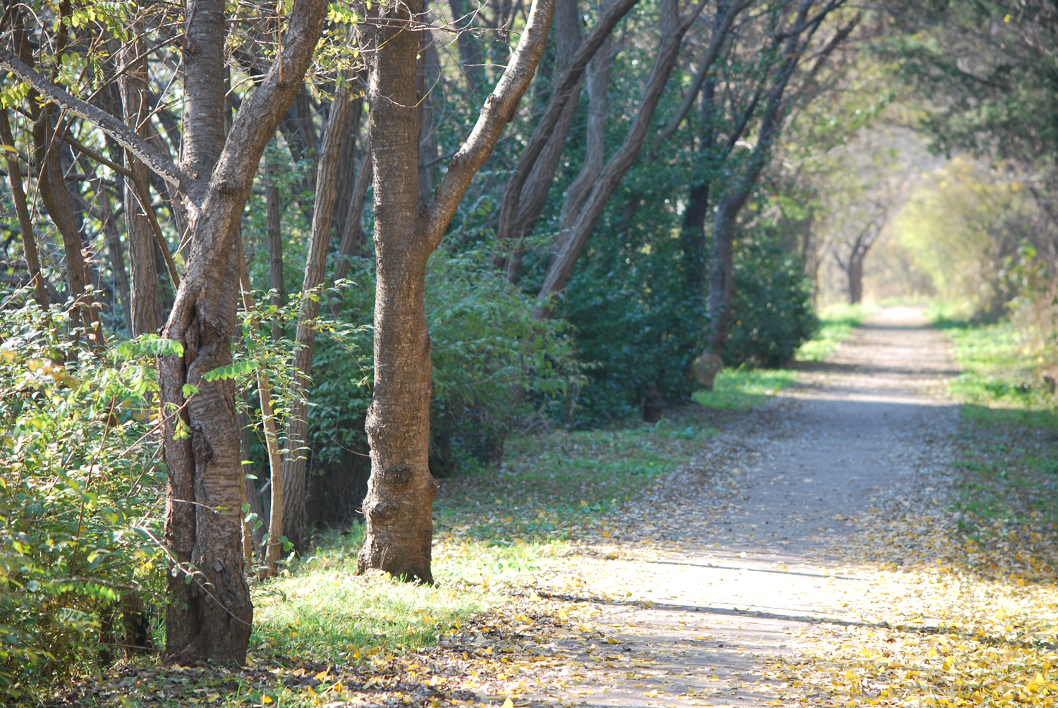 고즈넉한 숲길. A quiet forest path.