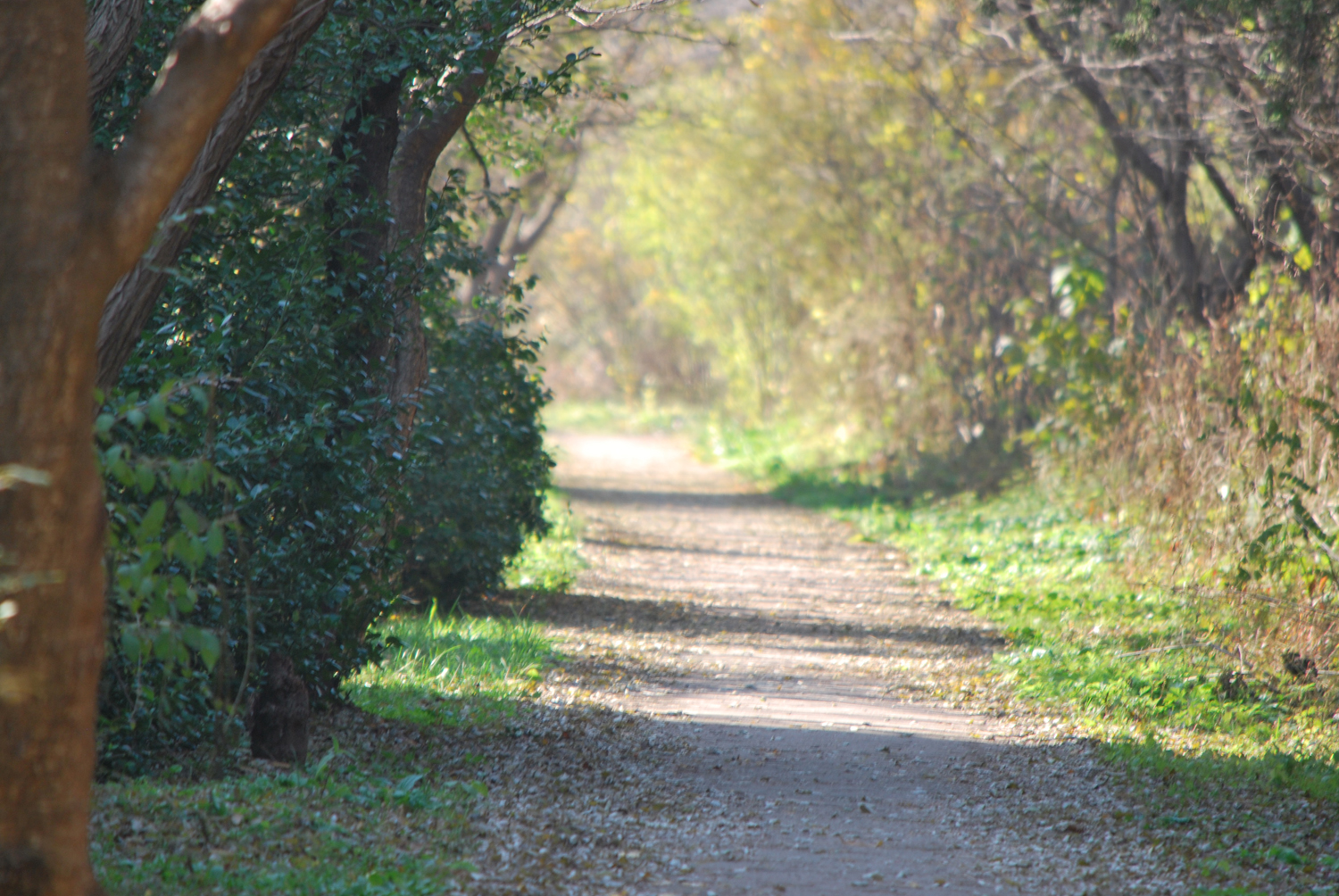 고즈넉한 숲길. A quiet forest path.
