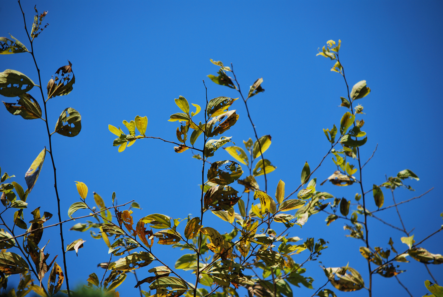 파란 하늘과 노란 잎새. Blue sky and yellow leaves.