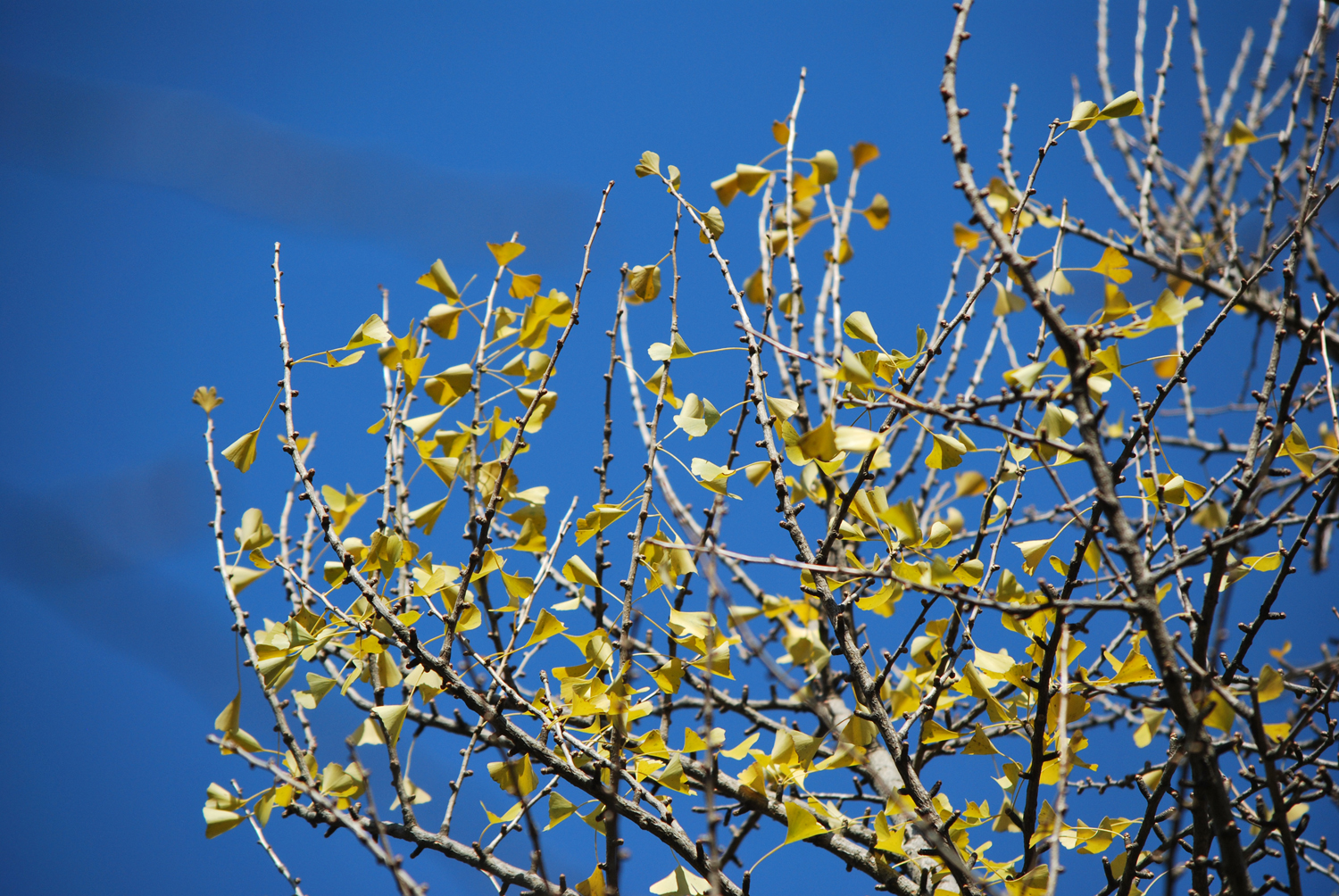 파란 하늘과 노란 잎새. Blue sky and yellow leaves.