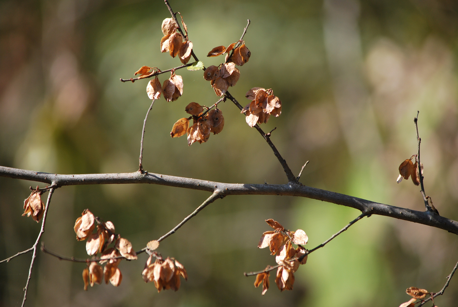 가을이 점점 짧아진다. 서둘러 가을 정취를 느껴보자. 다음 주 부터 날씨가 추워진다고 한다. 이미 입동은 지났다. 겨울을 앞에 두고 있다. 사계절 모두 즐길 수 있어 감사합니다.
Autumn is getting shorter. Let's hurry and experience the autumnal atmosphere. They say the weather will get colder starting next week. It's already past Ipdong (the beginning of winter). Winter is just around the corner. I'm grateful to be able to enjoy all four seasons.