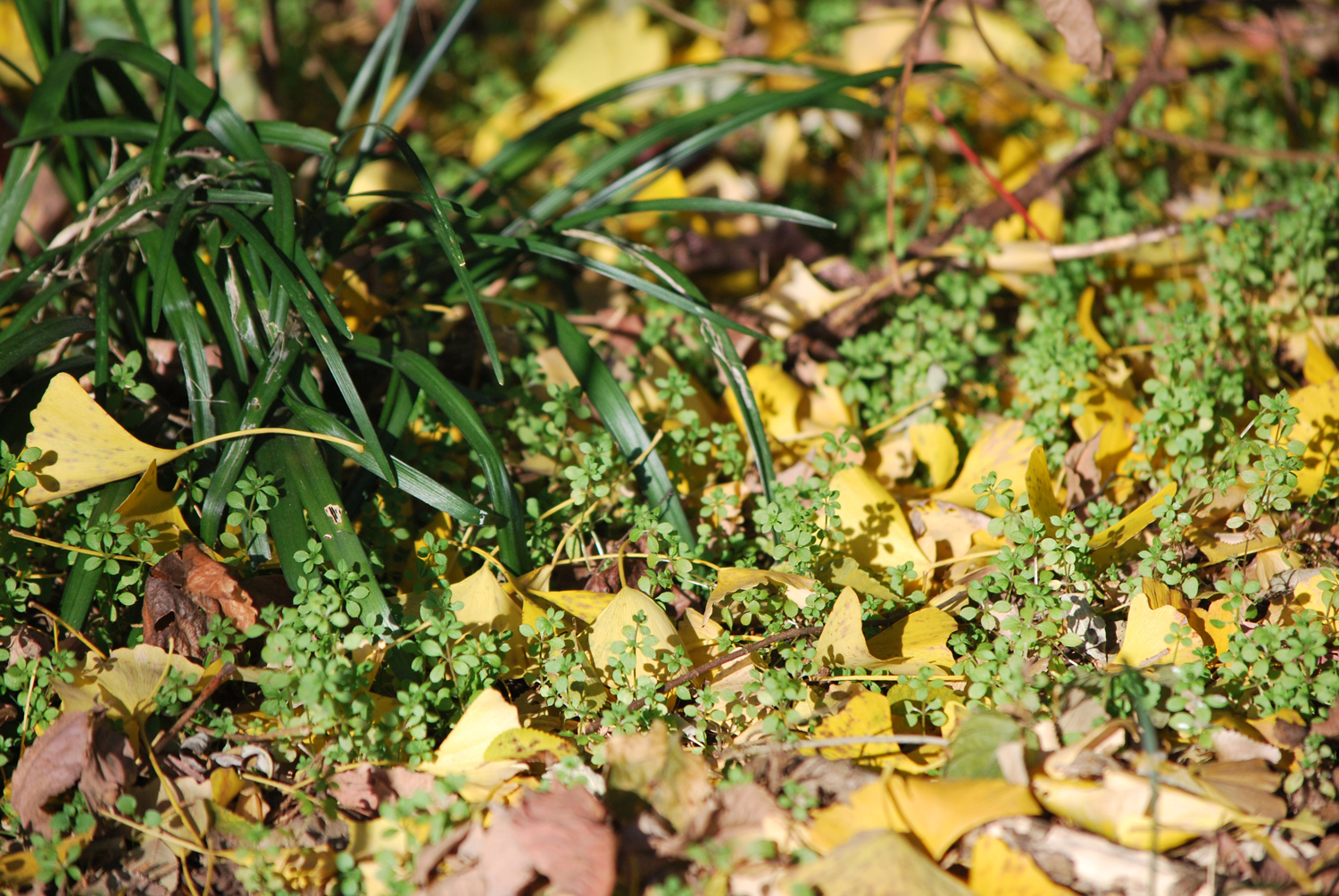 겨울이 오고 있는데도 푸릇한 잎새와 자라나고 있는 작은 새싹들. Even though winter is coming, there are still green leaves and small buds growing.