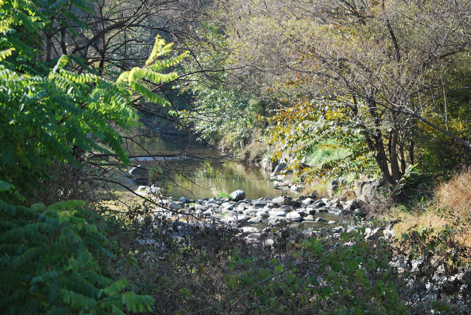 시냇물이 졸졸졸 흐르고 있다. 반짝반짝 빛나는 물결. The stream is trickling. The waves are sparkling.