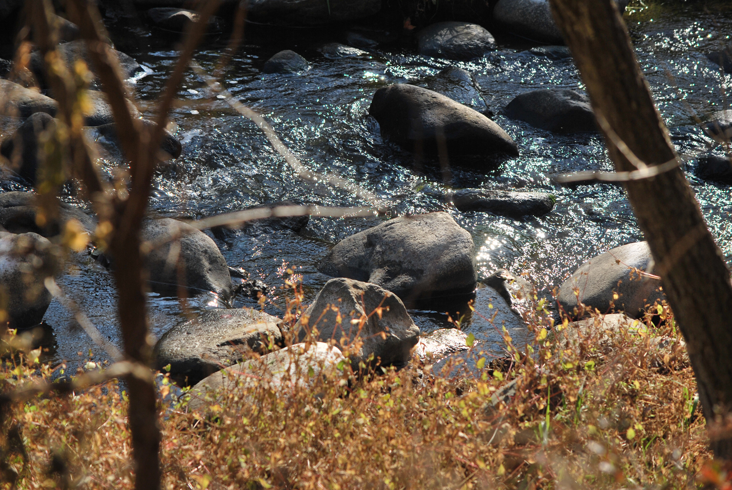 시냇물이 졸졸졸 흐르고 있다. 반짝반짝 빛나는 물결. The stream is trickling. The waves are sparkling.