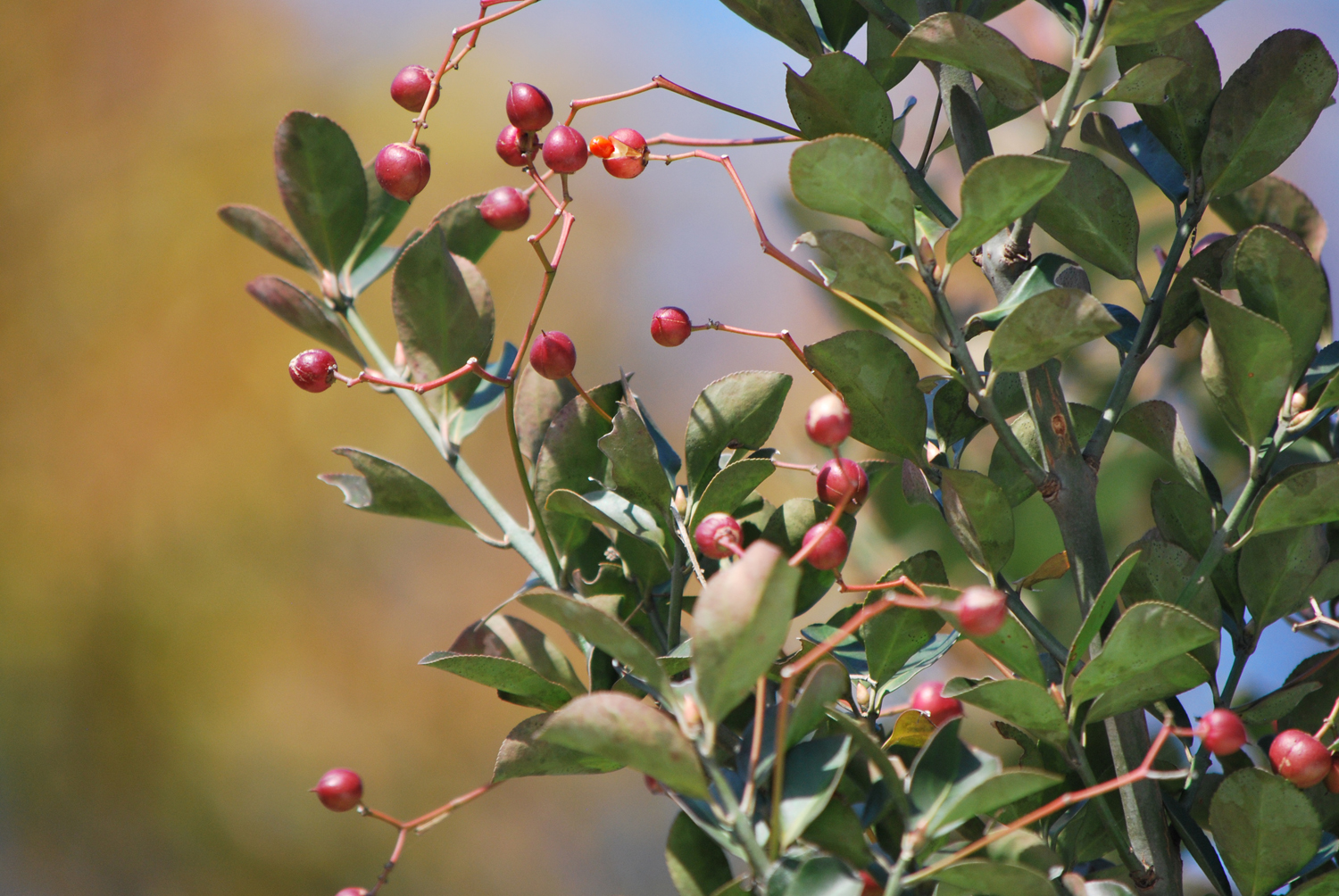 예쁘지? Isn't it pretty?