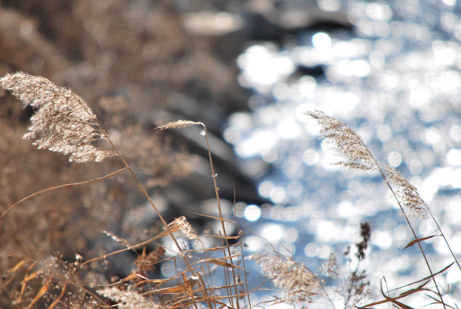 포근한 갈대.. 
Warm reeds..