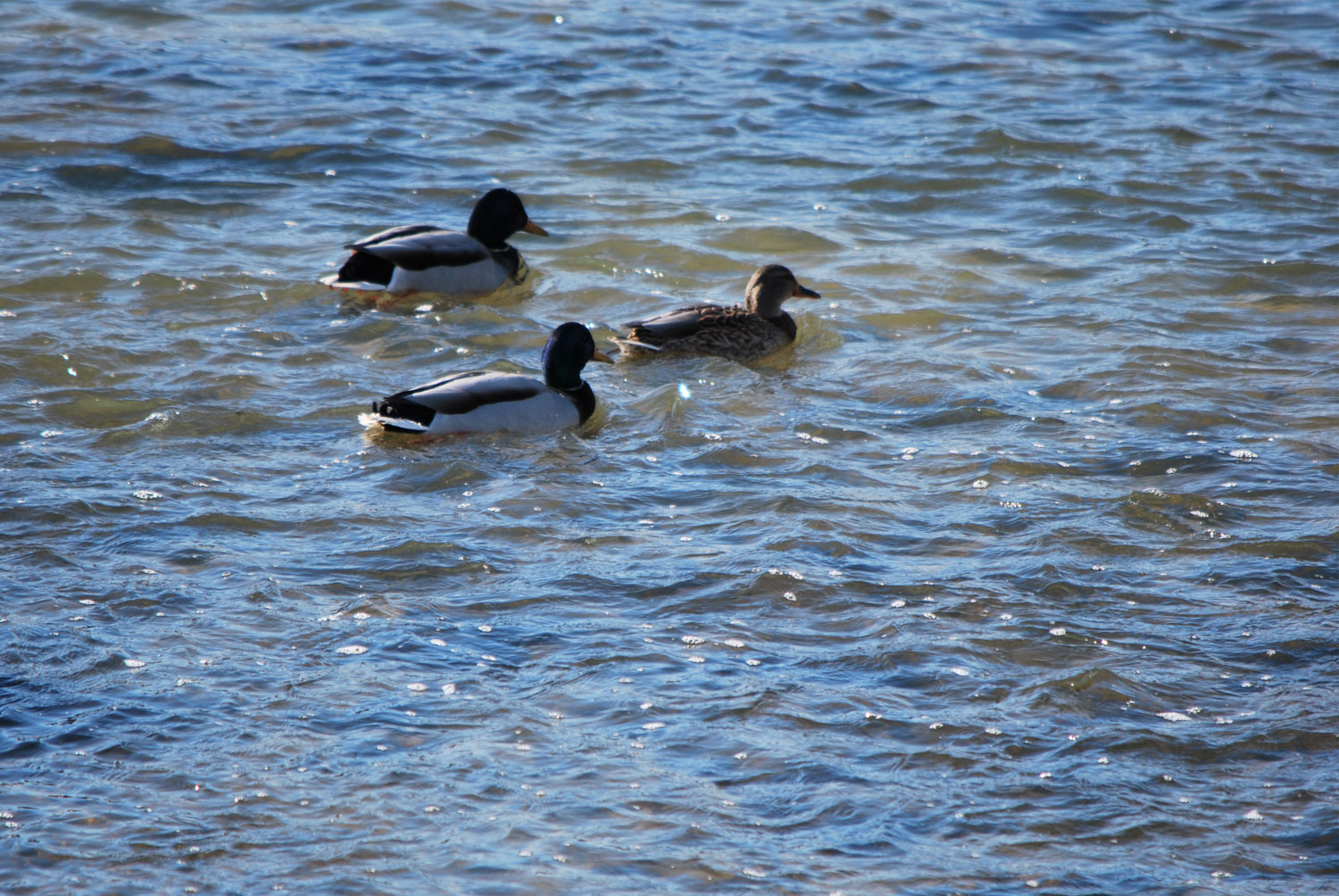 물오리들. 열심히 먹고 산다.
Water ducks. They eat hard and live.