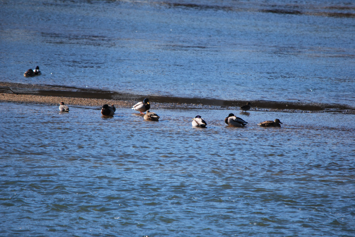 물오리들. 열심히 먹고 산다.
Water ducks. They eat hard and live.