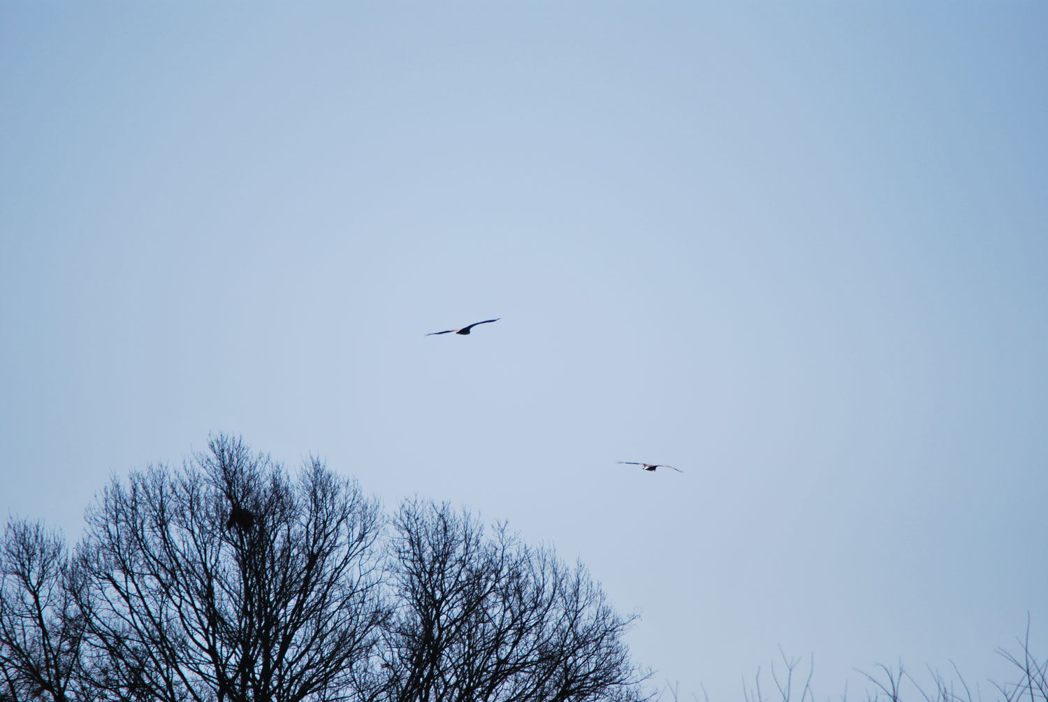 자유로운 비행.
Free flight.