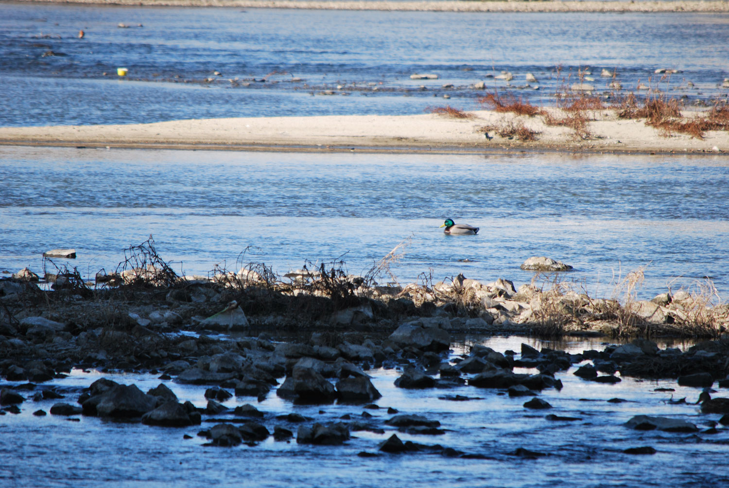 고즈넉한 숲길. A quiet forest path.