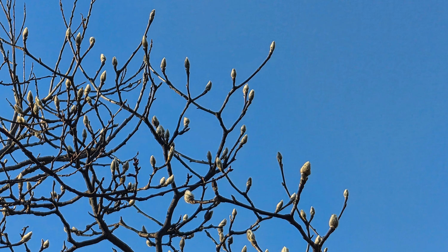 새로운 봄이 오길 기다린다.
Waiting for the new spring to come.