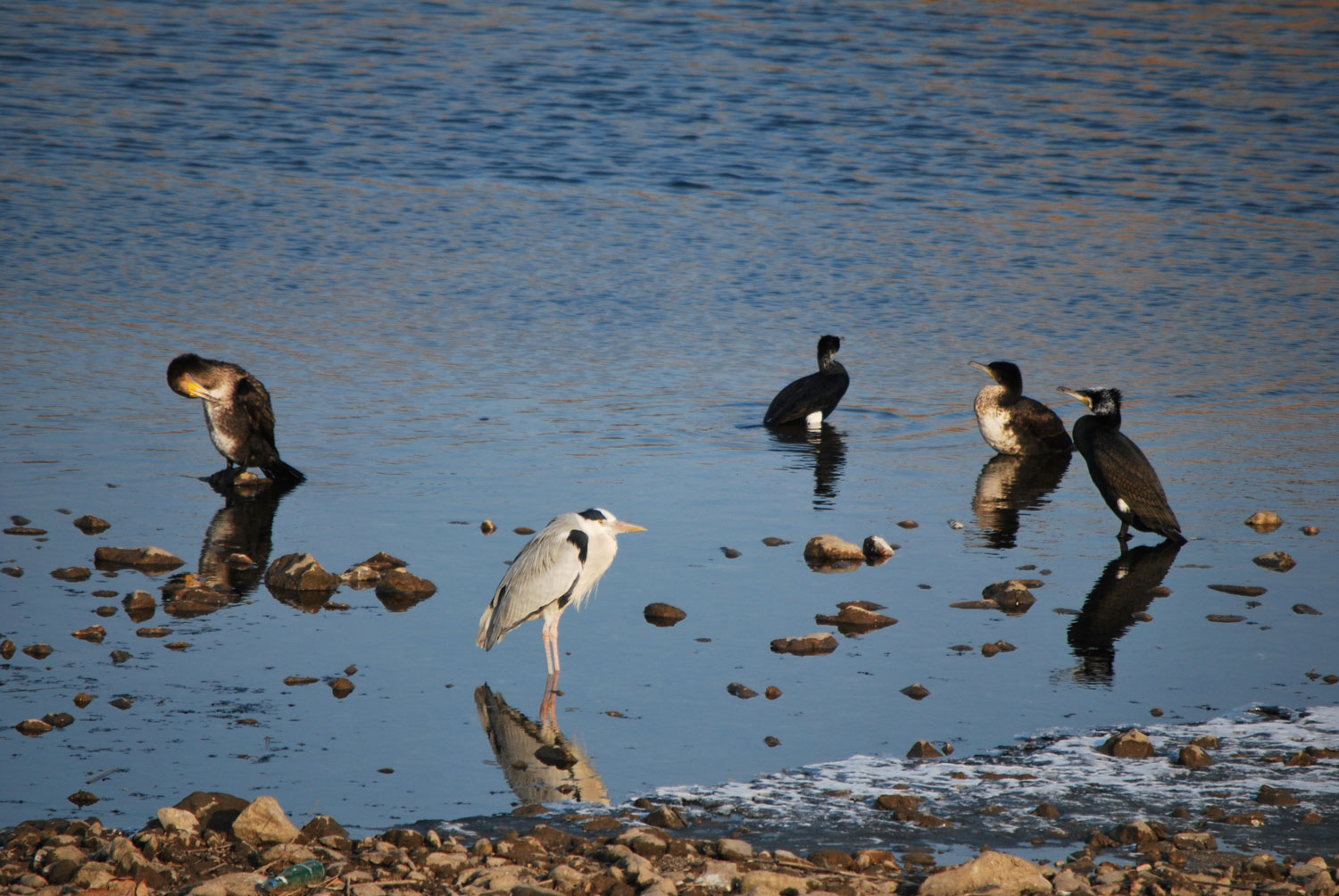 철새들이 머물다 간다는 곳인데 우연히 만나 기록을 남겨봤다. 날개가 있는 그들은 너무 자유롭다. It's a place where migratory birds stay, and I happened to meet them and left a record. They are so free with wings.