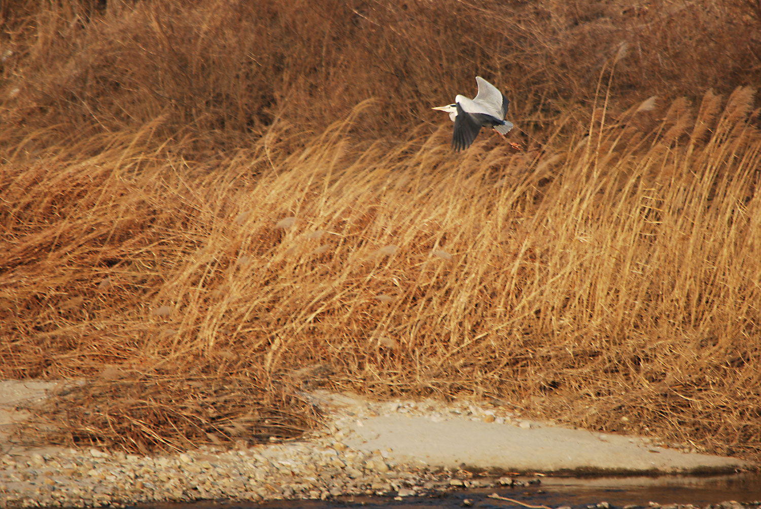 힘찬 날개짓.
Powerful wing flapping.