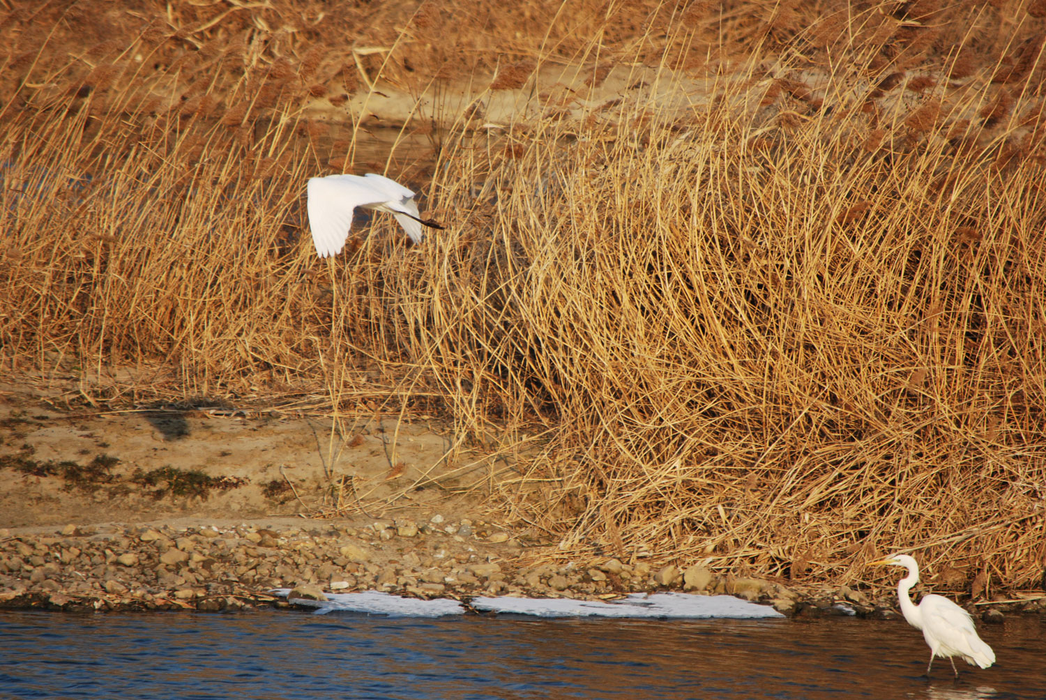 힘찬 날개짓.
Powerful wing flapping.