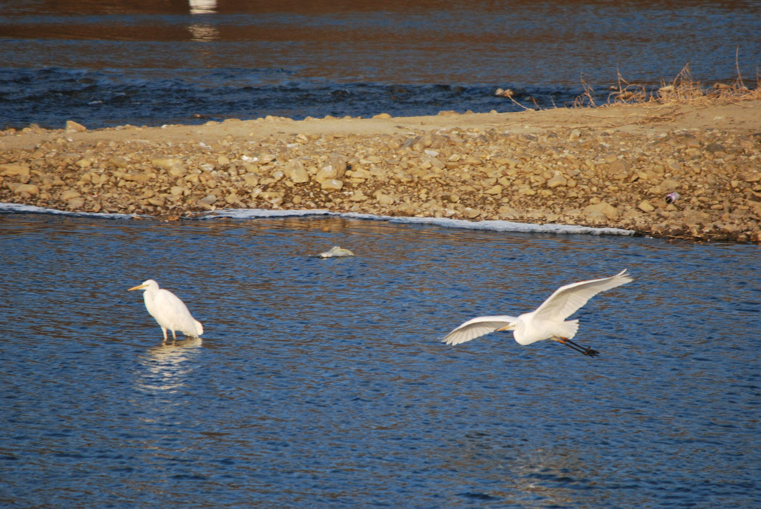 수면 가까이 날며 먹이를 찾아 다니는 새. A bird that flies close to the water and searches for food.